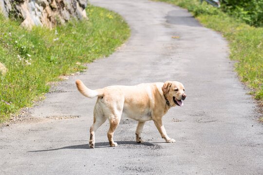 Un perro de paseo en un día de calor