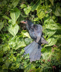 Asian koel male.asian koel is a member of the cuckoo order of birds, the Cuculiformes. It is found in the Indian Subcontinent, China, and Southeast Asia. 