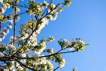 Beautiful Spring Nature background with Flowers Apple tree close up, soft focus. Branch with white Apple blossom on blurred garden background. Scenic natural Wallpaper or Web banner with copy space