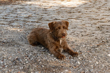 cachorro tumbado de raza griffon korthal 