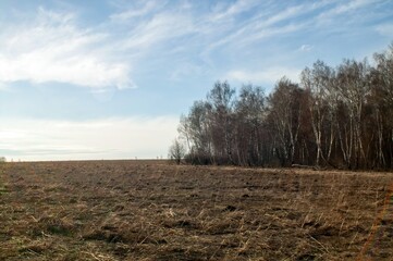 last year's grass in a field in early spring