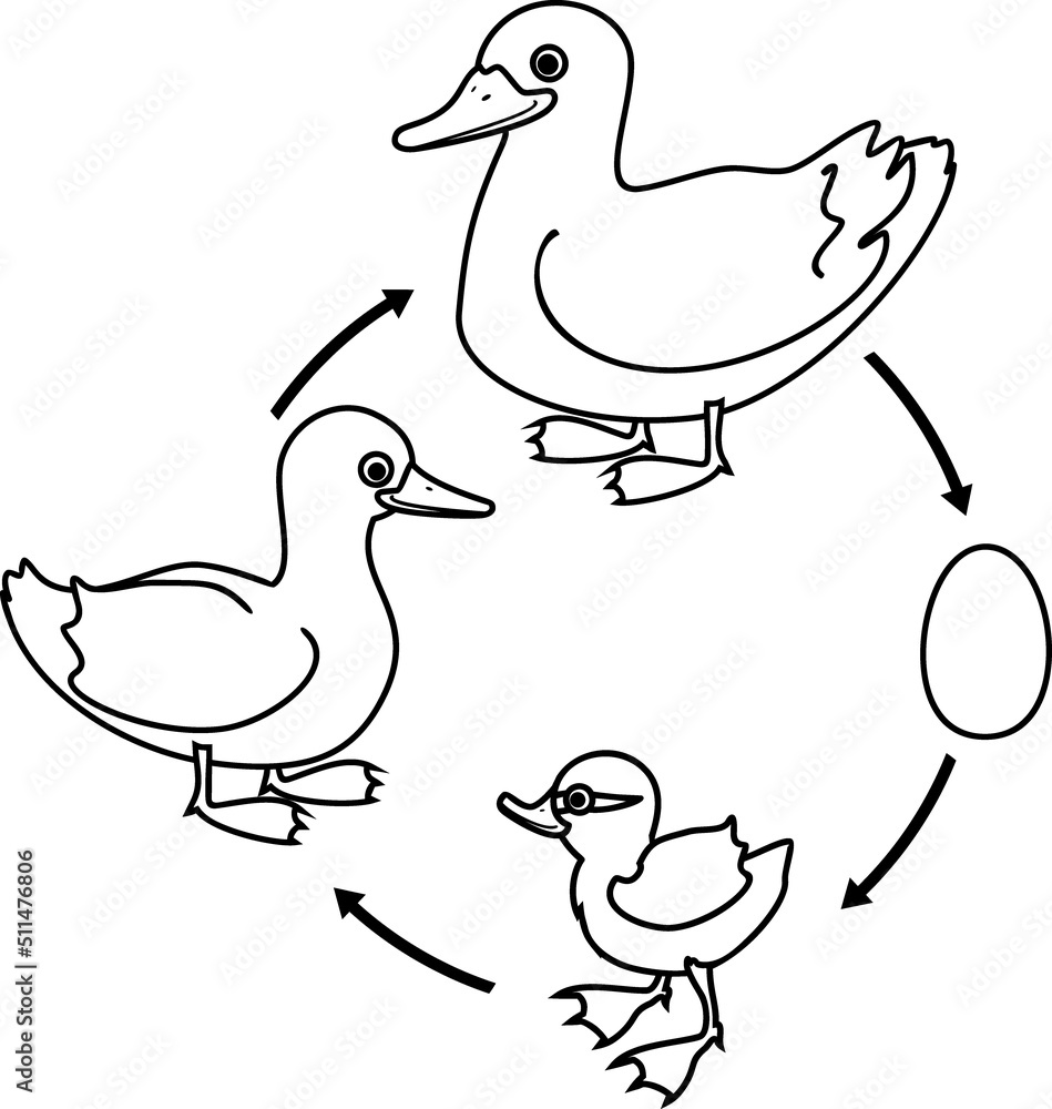 Wall mural coloring page with life cycle of bird. stages of development of wild duck (mallard) from egg to duck - Wall murals