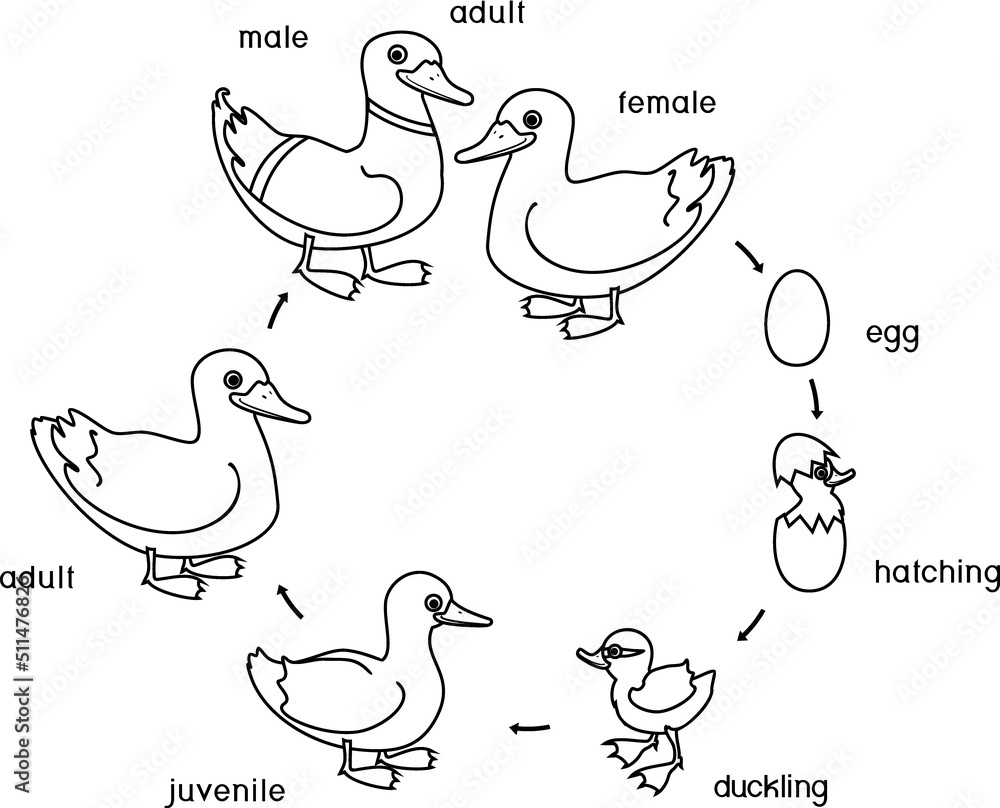 Poster coloring page with life cycle of bird. stages of development of wild duck (mallard) from egg to duck - Posters