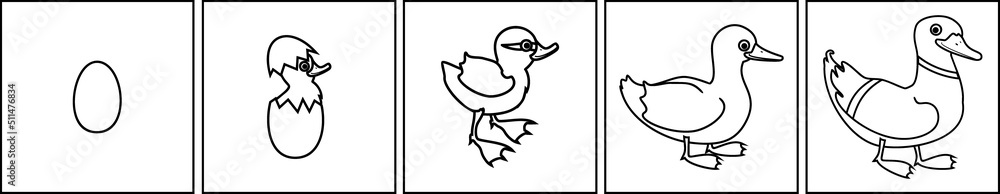 Sticker coloring page with life cycle of bird. stages of development of wild duck (mallard) from egg to duck - Stickers