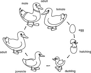 Coloring page with life cycle of bird. Stages of development of wild duck (mallard) from egg to duckling and adult bird isolated on white background