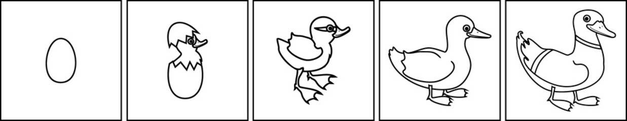 Coloring page with life cycle of bird. Stages of development of wild duck (mallard) from egg to duckling and adult bird isolated on white background