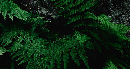 green leaves in the forest © Roman