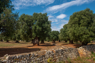 Stray gaj oliwny otoczony kamiennym murkiem, Puglia, Włochy