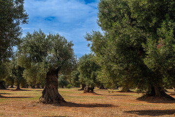 bardzo ładne i zadbane drzewa oliwne