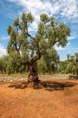 Piękne, bardzo stare drzewo oliwne, Puglia, Włochy - obrazy, fototapety, plakaty
