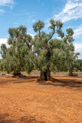 Piękne, bardzo stare drzewo w gaju oliwnym, Puglia, Włochy - obrazy, fototapety, plakaty