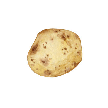 Watercolor drawing of potatoes. A young potato tuber isolated on a white background, hand-painted in watercolor. Suitable for menus, label creation and printing design.