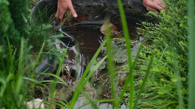 unrecognizable man is cleaning with his hands a garden pond from tina and mud, with a fitness bracelet on the hand