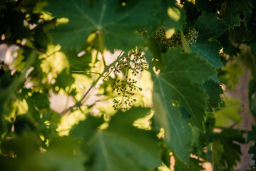Young blooming cluster of grapes on the grape vine on vineyard with the sunset sky on the background