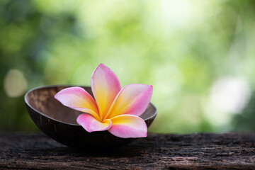 Plumeria flower on nature background.