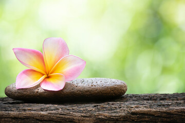 Zen stone and plumeria flower on nature background.