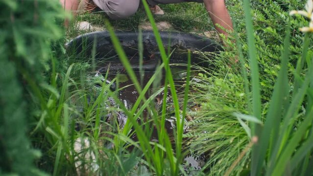 unrecognizable man is cleaning with his hands a garden pond from tina and mud, with a fitness bracelet on the hand