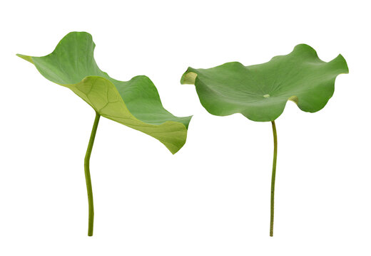 Lotus green leaf isolated on white background with clipping path.