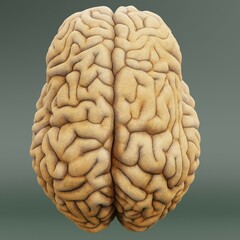Realistic 3D Render of Human Brain