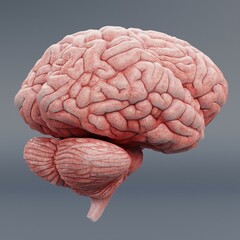 Realistic 3D Render of Human Brain