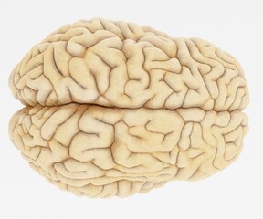 Realistic 3D Render of Human Brain