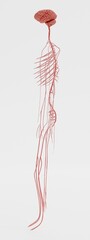 Realistic 3D Render of Nervous System