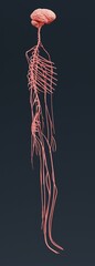 Realistic 3D Render of Nervous System