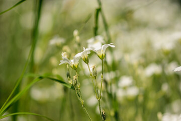 białe kielichowate kwiatki rogownica polna cerastium arvense - obrazy, fototapety, plakaty