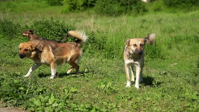 Dogs Bark At Strangers. Wild Dogs Protect The House. Yard Mongrel Dogs Bark At A Stranger On The Grass In Summer. Aggressive Stray Dogs. Kind Pets Wag Their Tails And Disperse.