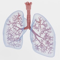 Realistic 3D Render of Respiratory System