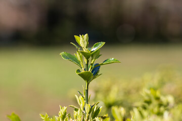 Obraz premium sprout in springtime,Closeup. spring green leaves on a bush. A shrub branch on a blurry green background, selective focus. The concept of a new life. Spring background.