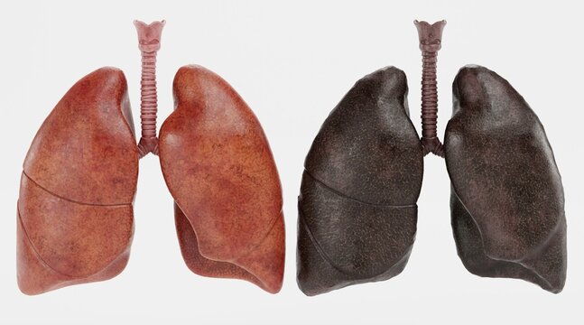 Realistic 3D Render of Respiratory System