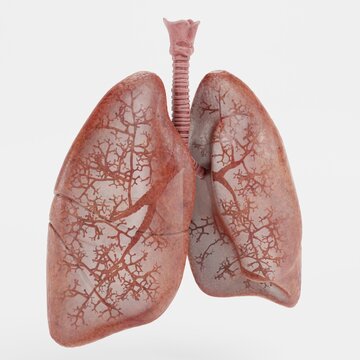 Realistic 3D Render of Respiratory System