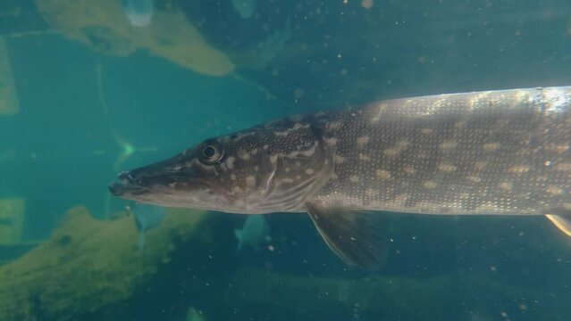 Close-up of a large pike frozen in place. Underwater photography. Predatory fish