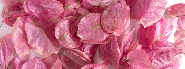 Fototapeta premium pink flowers dry bougainvillea plants. Background for beauty, cosmetics, copy space, mockup