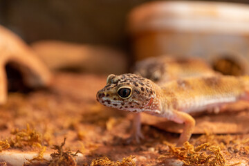 gecko in a terrarium closeup