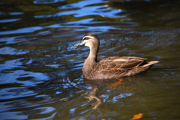 Australian teal duck swimming in pond water