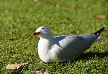 Cute sea gull resting on grass and fixedly looking up at the sky in a sunny day