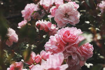 Beautiful colorful roses in garden
