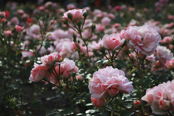 Beautiful colorful roses in garden
