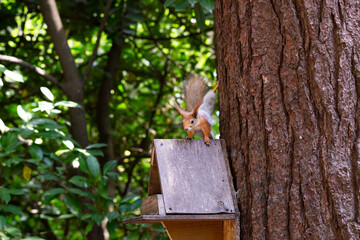 Squirrel close-up on a tree trunk in the forest on a sunny day