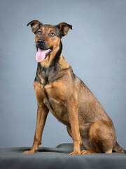Sheepdog mongrel sitting in a photo studio