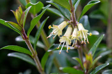 close-up of small white honeysuckle flowers in May, Box-leaved honeysuckle branch - Latin name -...