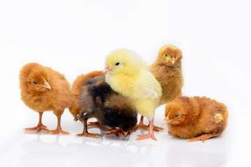 Cute little chicken isolated on white background.