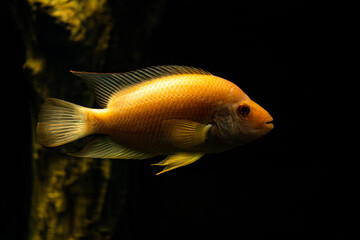 goldfish in aquarium in Budapest