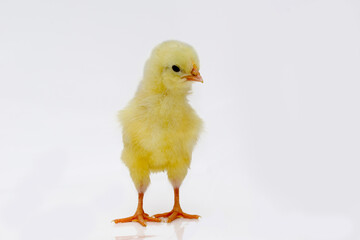 Cute little chicken isolated on white background.