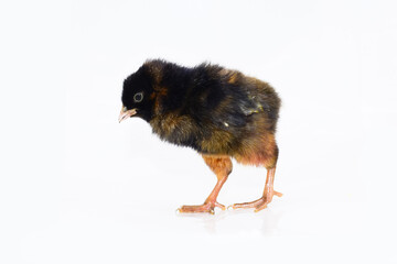 Cute little chicken isolated on white background.