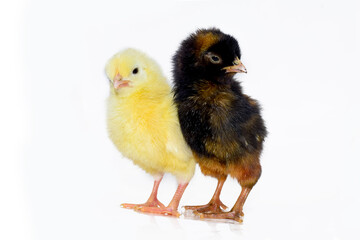 Cute little chicken isolated on white background.