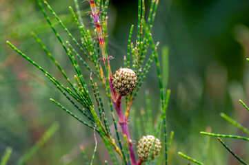 Cemara Udang, Australian pine tree or whistling pine tree (Casuarina equisetifolia) leaves and seeds, shallow focus. Natural background