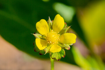 Fototapeta premium Indian strawberry yellow flower - Latin name - Duchesnea indica Potentilla indica